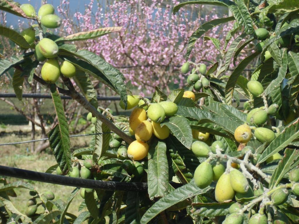فيلا Stella Di Sicilia San Fratello المظهر الخارجي الصورة