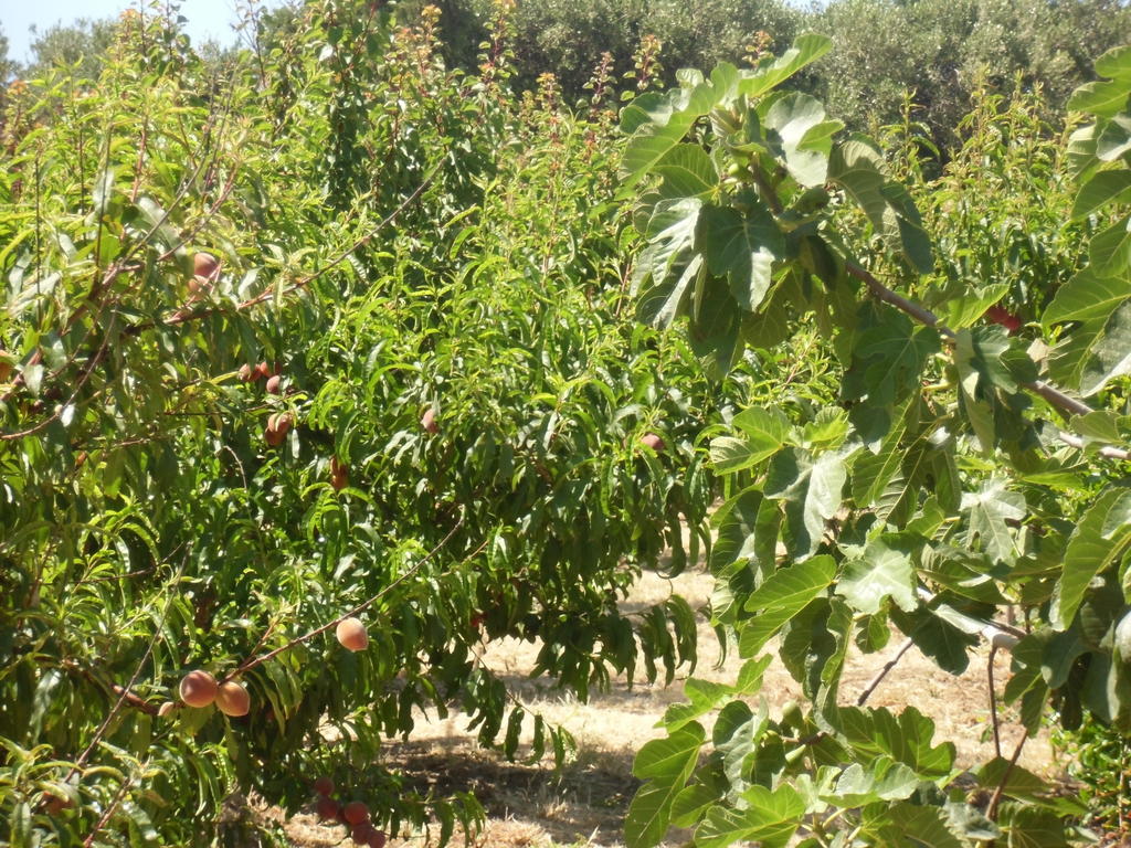 فيلا Stella Di Sicilia San Fratello المظهر الخارجي الصورة
